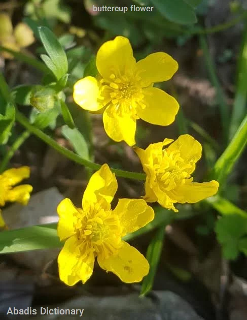 buttercup flower